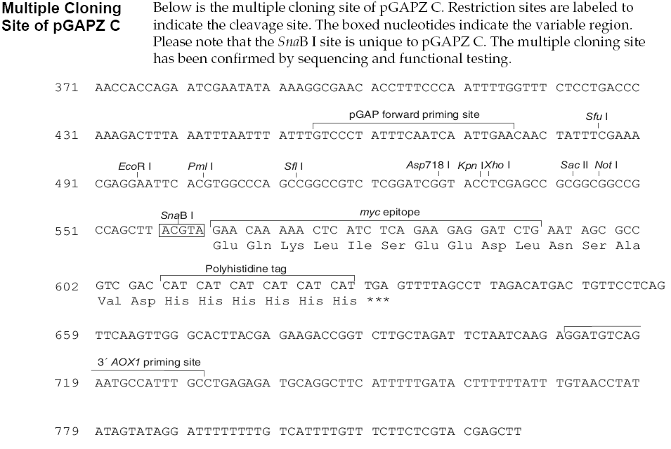 pGAPZ C多克隆位点